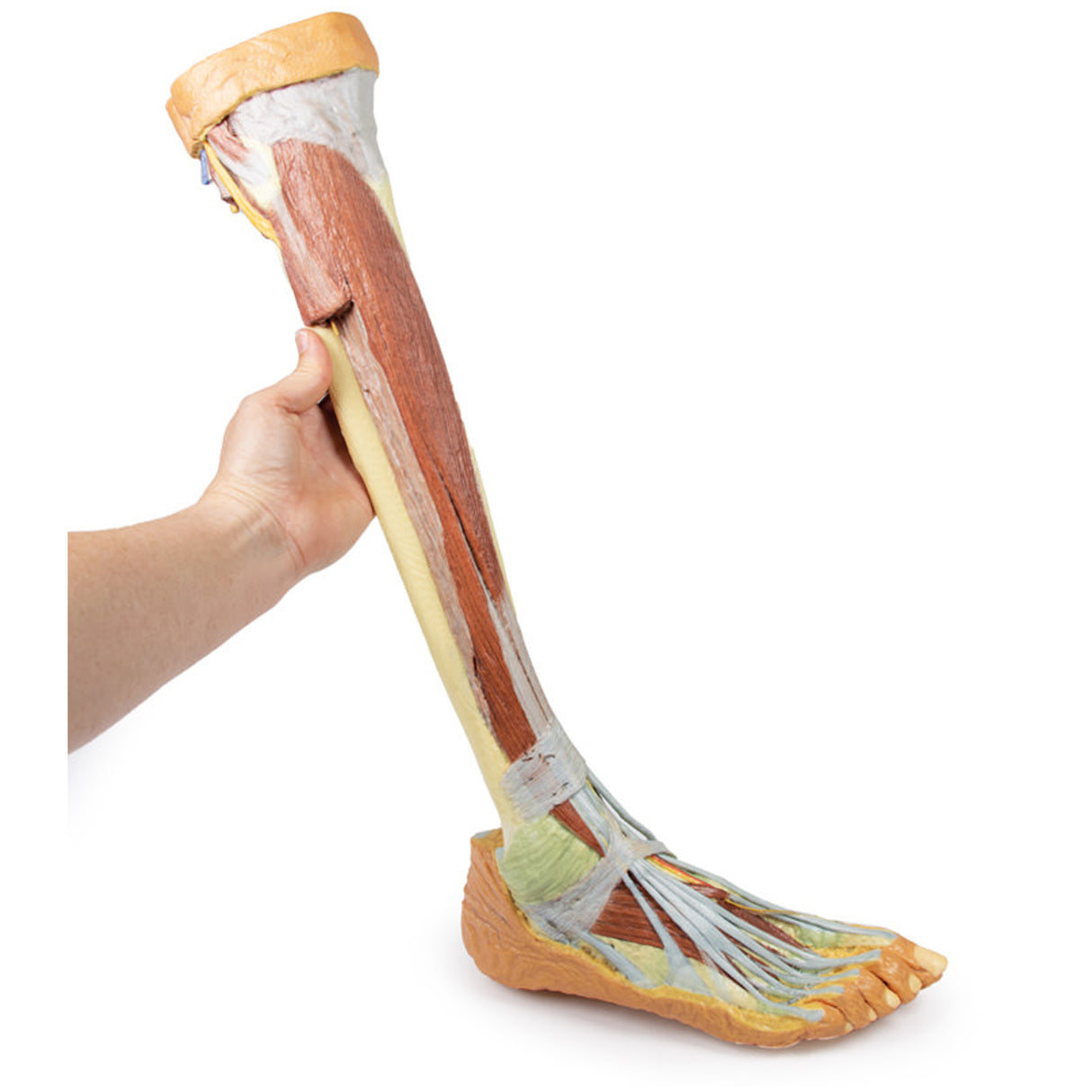 Lower Limb - deep dissection | EZ-MP1809 | Sim & Skills Ltd