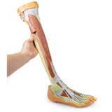 Lower Limb - deep dissection | EZ-MP1809 | Sim & Skills Ltd