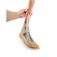 Lower Limb - deep dissection | EZ-MP1809 | Sim & Skills Ltd