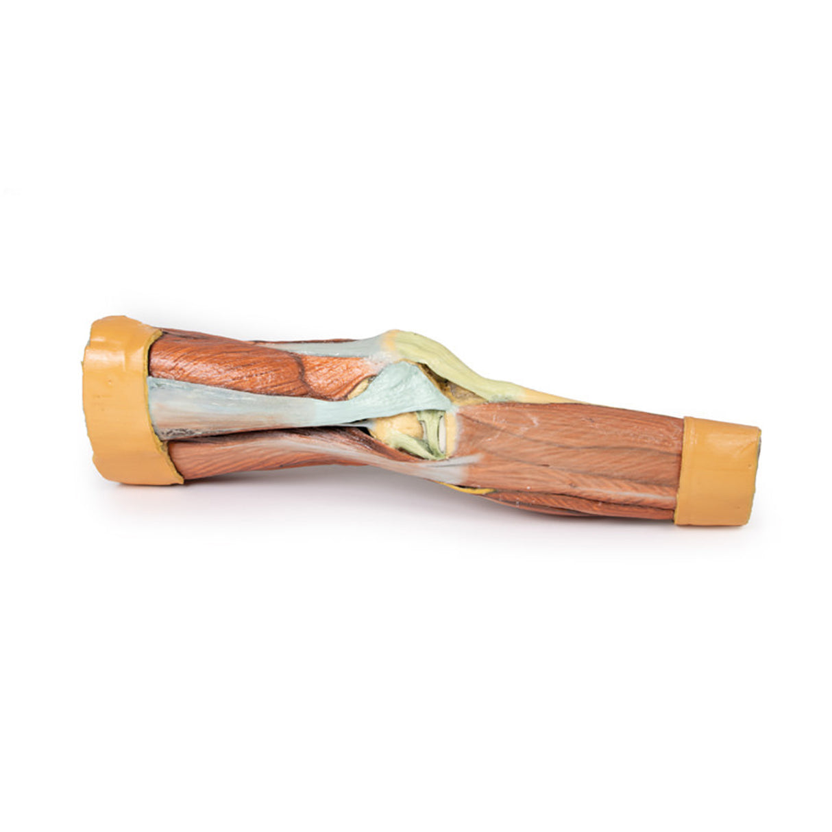 Lower Limb Musculature | EZ-MP1810 | Sim & Skills Ltd