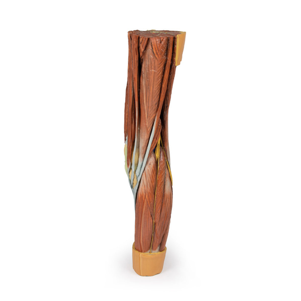 Lower Limb Musculature | EZ-MP1810 | Sim & Skills Ltd
