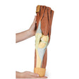 Lower Limb Musculature | EZ-MP1810 | Sim & Skills Ltd