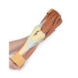 Lower Limb Musculature | EZ-MP1810 | Sim & Skills Ltd