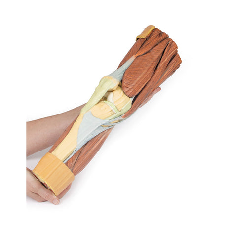 Lower Limb Musculature | EZ-MP1810 | Sim & Skills Ltd