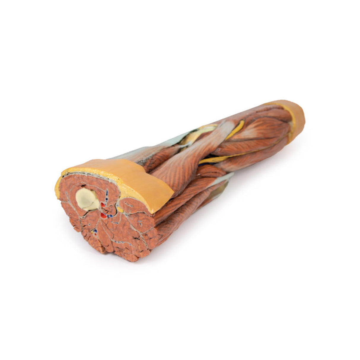 Lower Limb Musculature | EZ-MP1810 | Sim & Skills Ltd