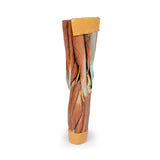 Lower Limb Musculature | EZ-MP1810 | Sim & Skills Ltd