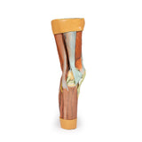 Lower Limb Musculature | EZ-MP1810 | Sim & Skills Ltd