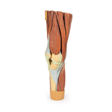 Lower Limb Musculature | EZ-MP1810 | Sim & Skills Ltd