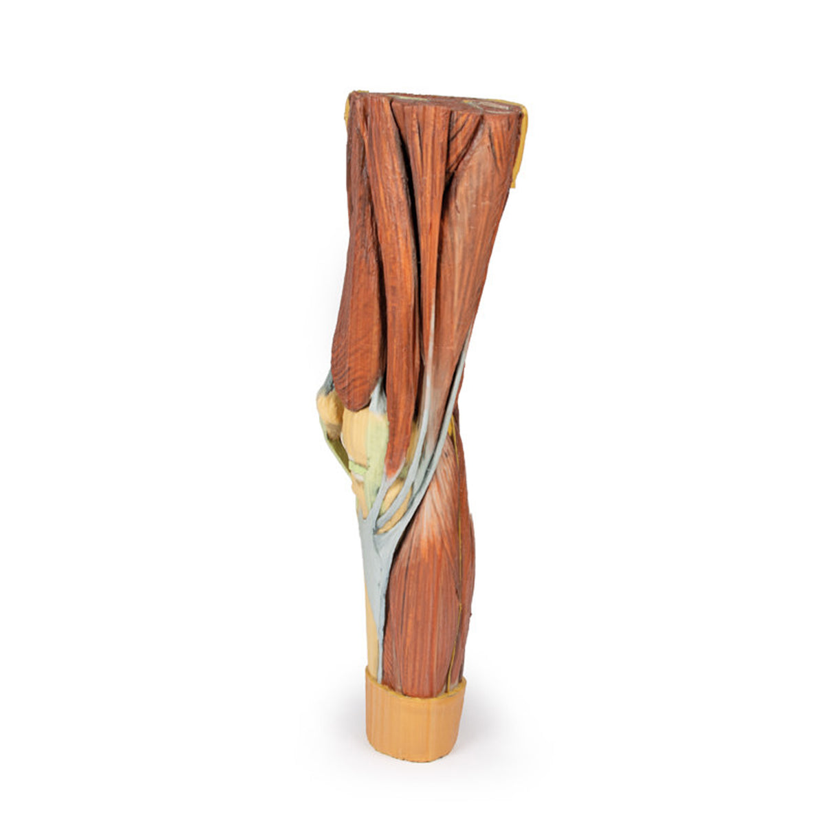 Lower Limb Musculature | EZ-MP1810 | Sim & Skills Ltd