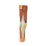 Lower Limb Musculature | EZ-MP1810 | Sim & Skills Ltd