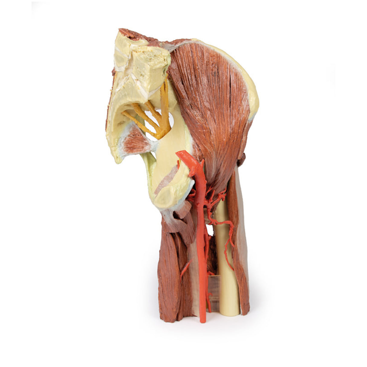 Lower Limb - deep dissection of a left pelvis and thigh | EZ-MP1813 | Sim & Skills Ltd