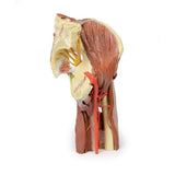 Lower Limb - deep dissection of a left pelvis and thigh | EZ-MP1813 | Sim & Skills Ltd