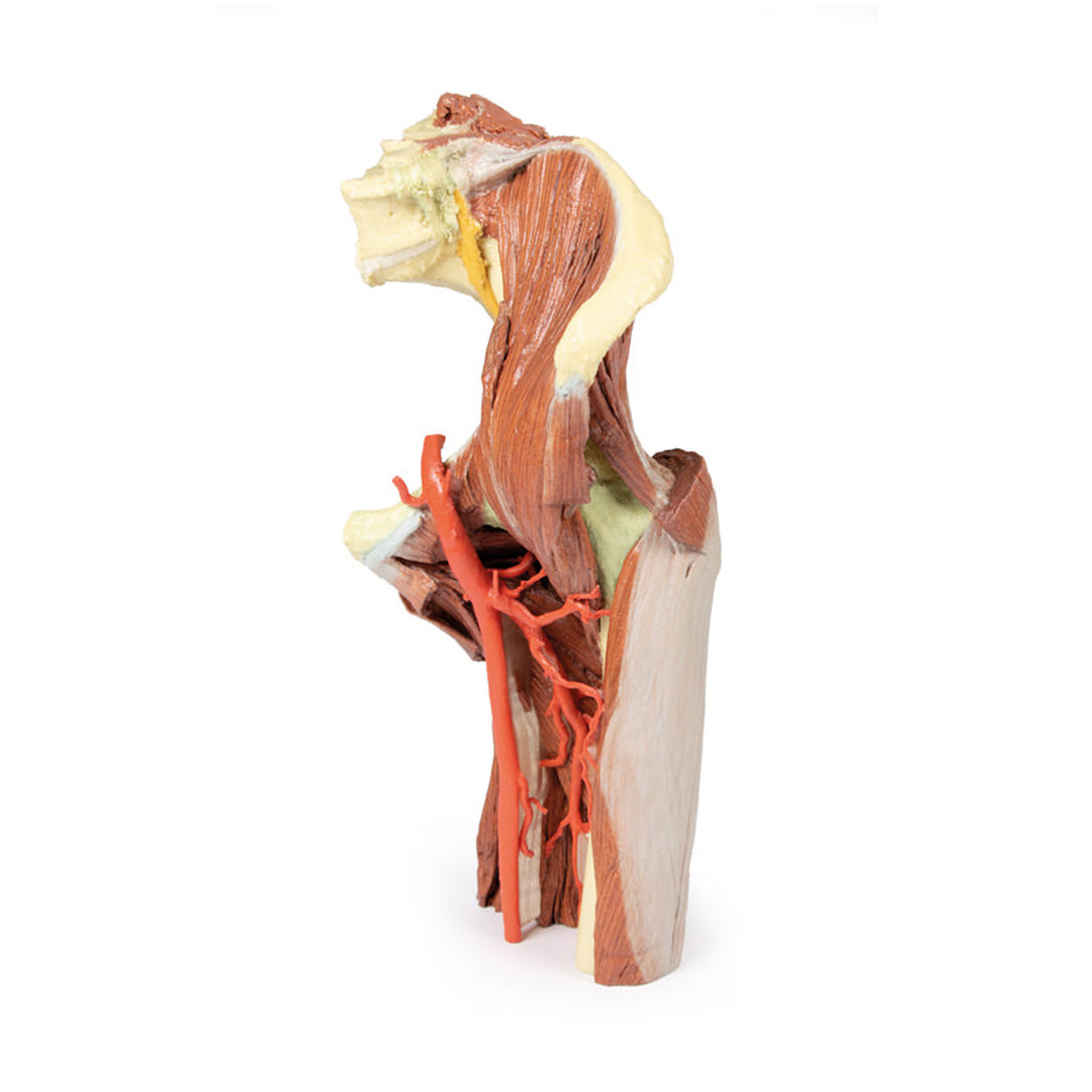 Lower Limb - deep dissection of a left pelvis and thigh | EZ-MP1813 | Sim & Skills Ltd