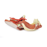 Lower Limb - deep dissection of a left pelvis and thigh | EZ-MP1813 | Sim & Skills Ltd