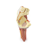 Lower Limb - deep dissection of a left pelvis and thigh | EZ-MP1813 | Sim & Skills Ltd