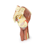 Lower Limb - deep dissection of a left pelvis and thigh | EZ-MP1813 | Sim & Skills Ltd