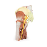 Lower Limb - deep dissection of a left pelvis and thigh | EZ-MP1813 | Sim & Skills Ltd