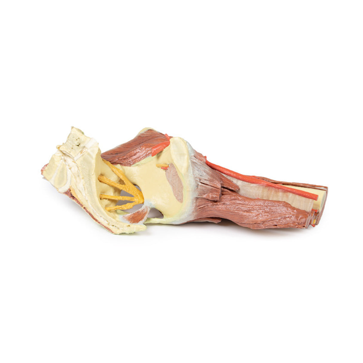 Lower Limb - deep dissection of a left pelvis and thigh | EZ-MP1813 | Sim & Skills Ltd