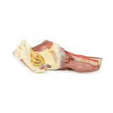 Lower Limb - deep dissection of a left pelvis and thigh | EZ-MP1813 | Sim & Skills Ltd