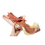 Lower Limb - deep dissection of a left pelvis and thigh | EZ-MP1813 | Sim & Skills Ltd