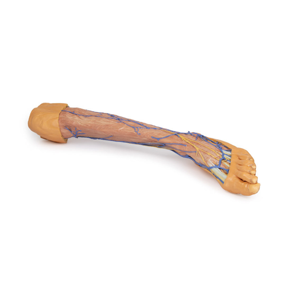 Lower Limb superficial veins | EZ-MP1815 | Sim & Skills Ltd