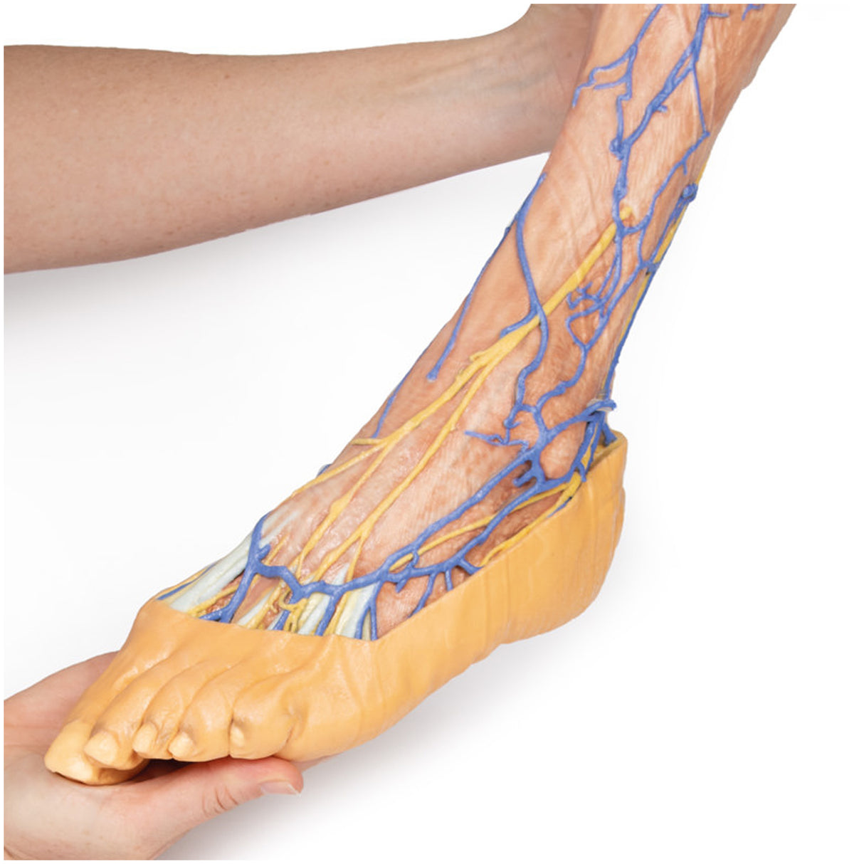 Lower Limb superficial veins | EZ-MP1815 | Sim & Skills Ltd