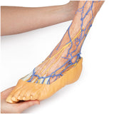 Lower Limb superficial veins | EZ-MP1815 | Sim & Skills Ltd