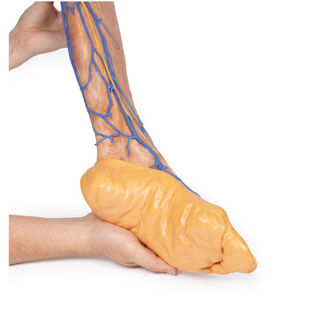 Lower Limb superficial veins | EZ-MP1815 | Sim & Skills Ltd