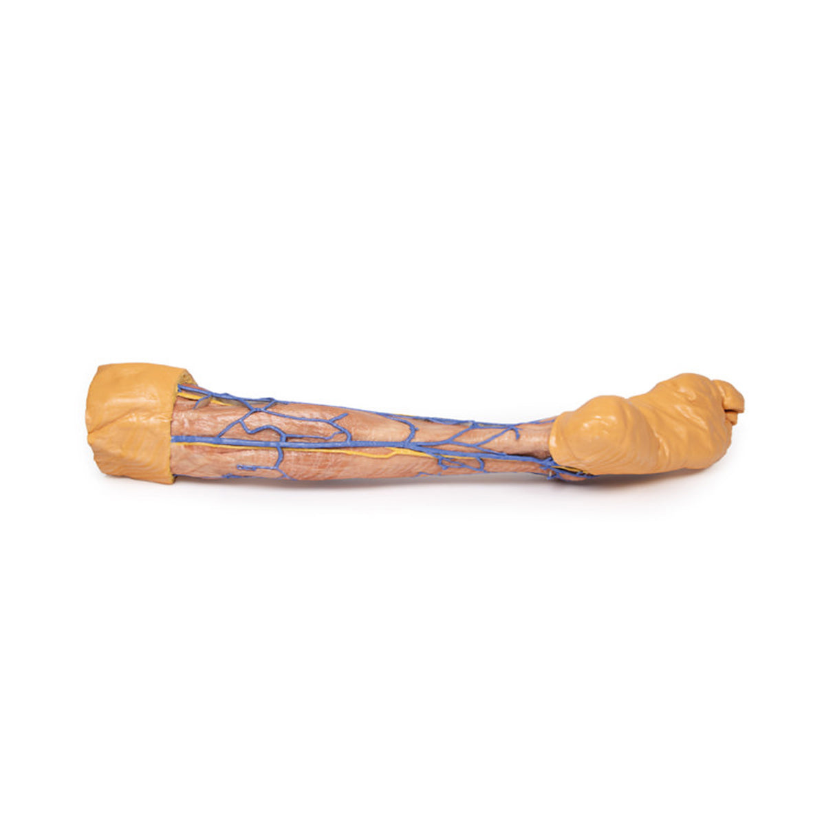 Lower Limb superficial veins | EZ-MP1815 | Sim & Skills Ltd