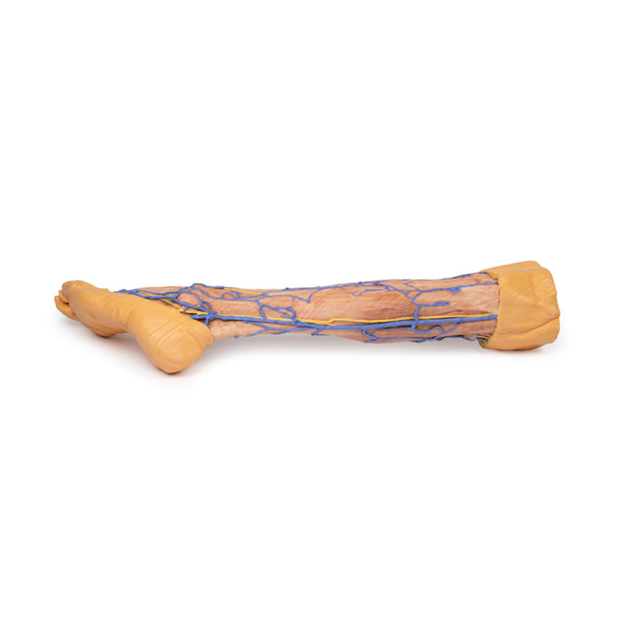 Lower Limb superficial veins | EZ-MP1815 | Sim & Skills Ltd