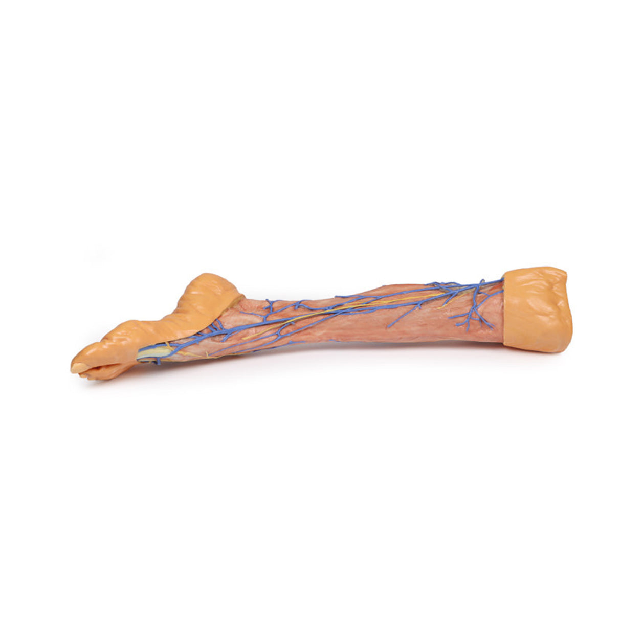 Lower Limb superficial veins | EZ-MP1815 | Sim & Skills Ltd
