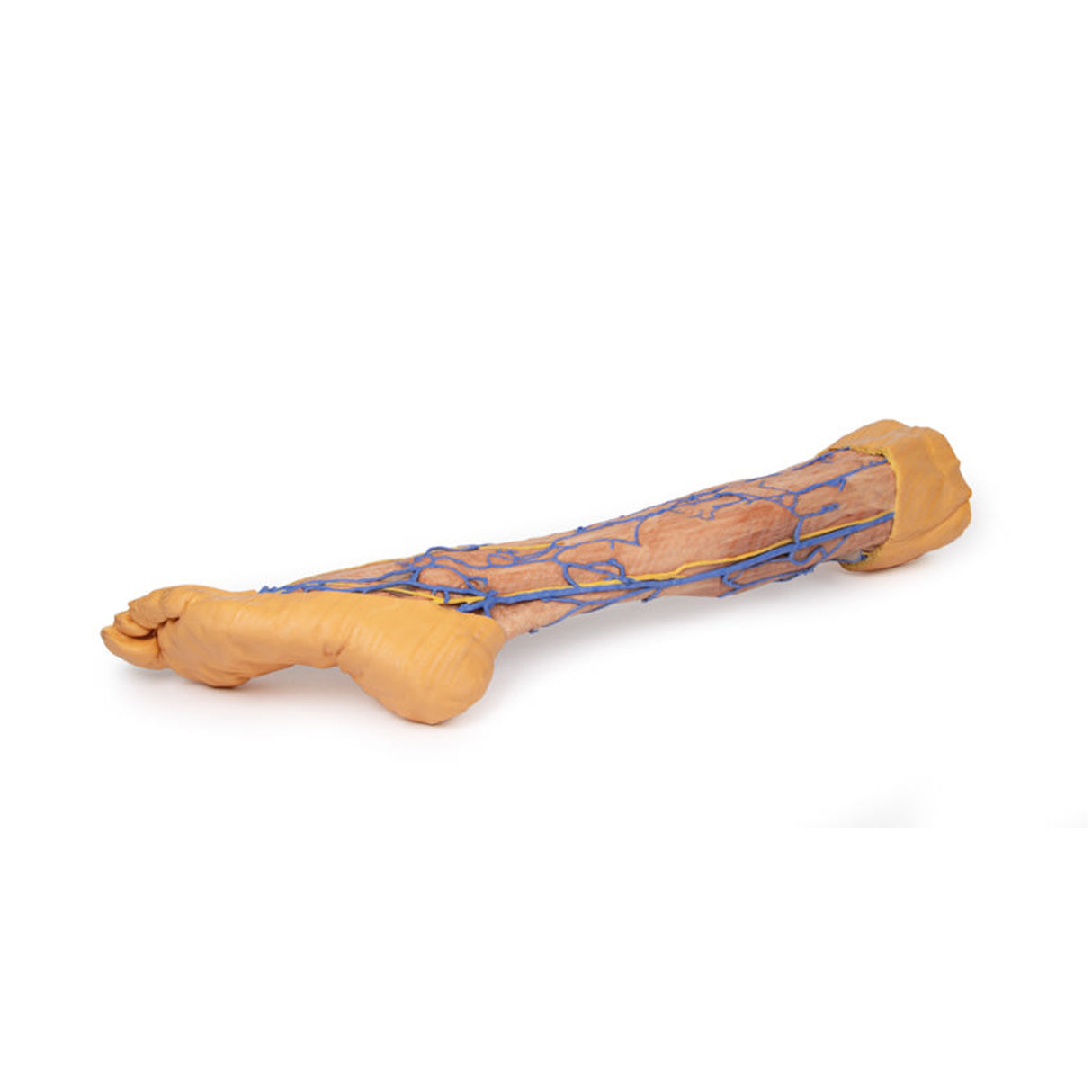 Lower Limb superficial veins | EZ-MP1815 | Sim & Skills Ltd