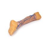 Lower Limb superficial veins | EZ-MP1815 | Sim & Skills Ltd