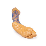Lower Limb superficial veins | EZ-MP1815 | Sim & Skills Ltd