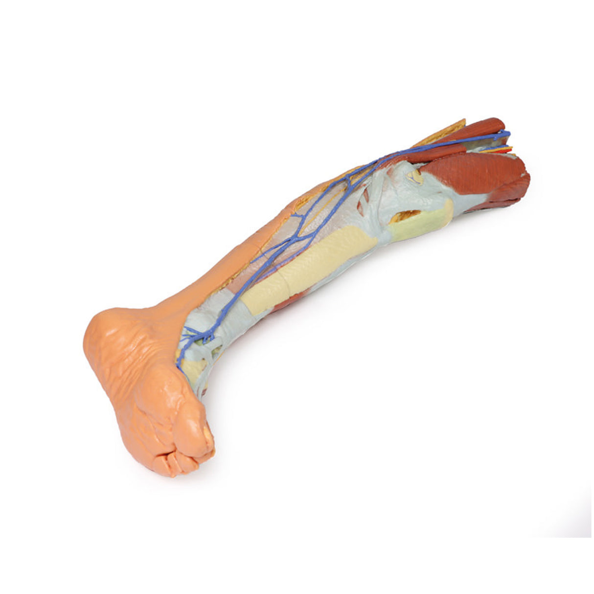 Lower limb – superficial dissection | EZ-MP1816 | Sim & Skills Ltd