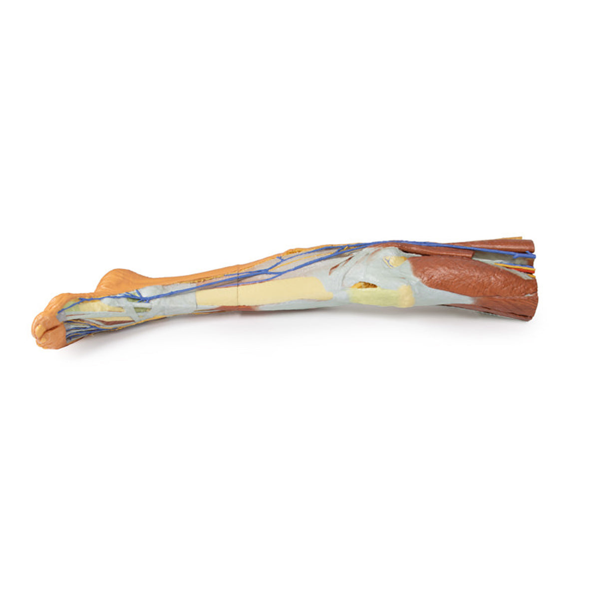 Lower limb – superficial dissection | EZ-MP1816 | Sim & Skills Ltd