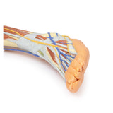 Lower limb – superficial dissection | EZ-MP1816 | Sim & Skills Ltd