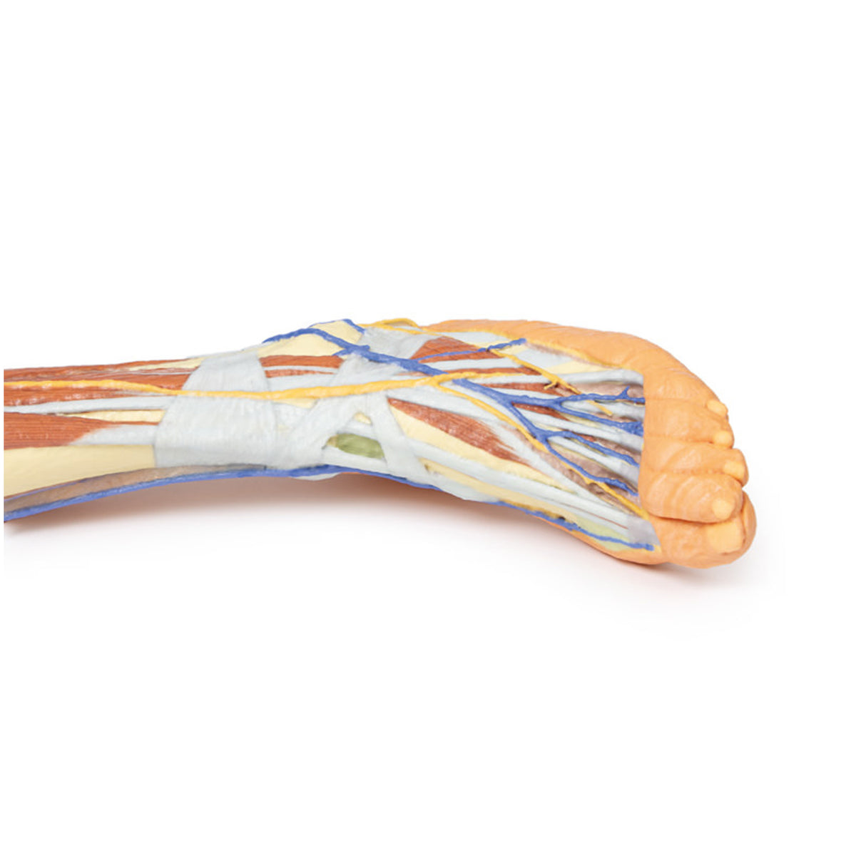 Lower limb – superficial dissection | EZ-MP1816 | Sim & Skills Ltd