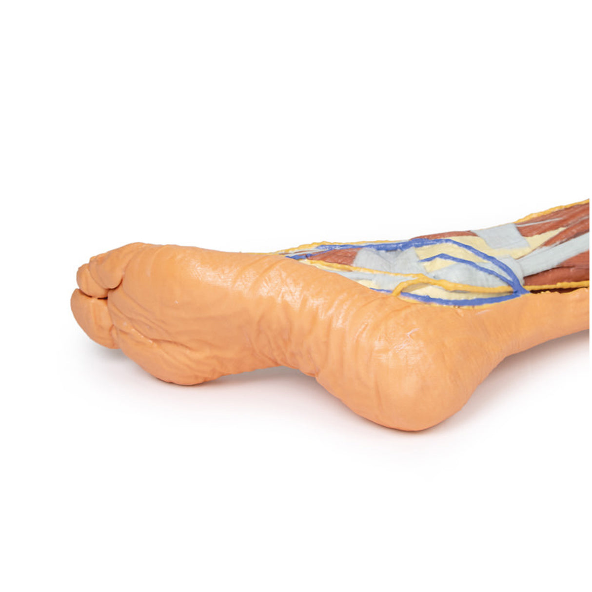Lower limb – superficial dissection | EZ-MP1816 | Sim & Skills Ltd