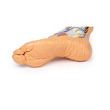 Lower limb – superficial dissection | EZ-MP1816 | Sim & Skills Ltd