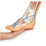 Lower limb – superficial dissection | EZ-MP1816 | Sim & Skills Ltd