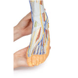 Lower limb – superficial dissection | EZ-MP1816 | Sim & Skills Ltd