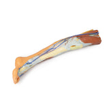 Lower limb – superficial dissection | EZ-MP1816 | Sim & Skills Ltd