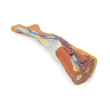Lower limb – superficial dissection | EZ-MP1816 | Sim & Skills Ltd