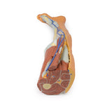 Lower limb – superficial dissection | EZ-MP1816 | Sim & Skills Ltd