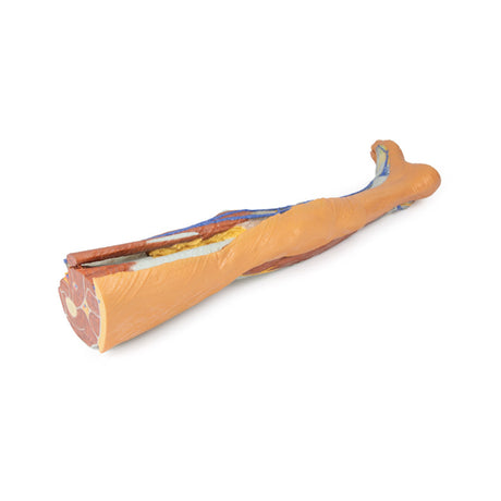 Lower limb – superficial dissection | EZ-MP1816 | Sim & Skills Ltd