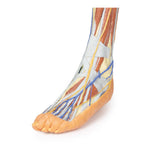 Lower limb – superficial dissection | EZ-MP1816 | Sim & Skills Ltd