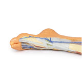 Lower limb – superficial dissection | EZ-MP1816 | Sim & Skills Ltd