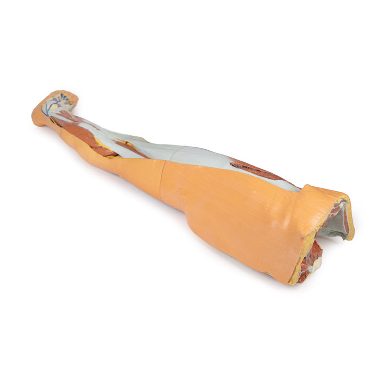 Lower limb – superficial dissection with male left pelvis | EZ-MP1818 | Sim & Skills Ltd