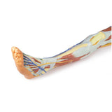 Lower limb – superficial dissection with male left pelvis | EZ-MP1818 | Sim & Skills Ltd